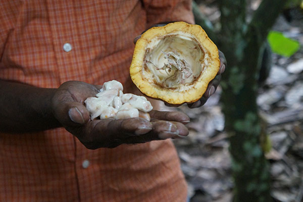 Conacado