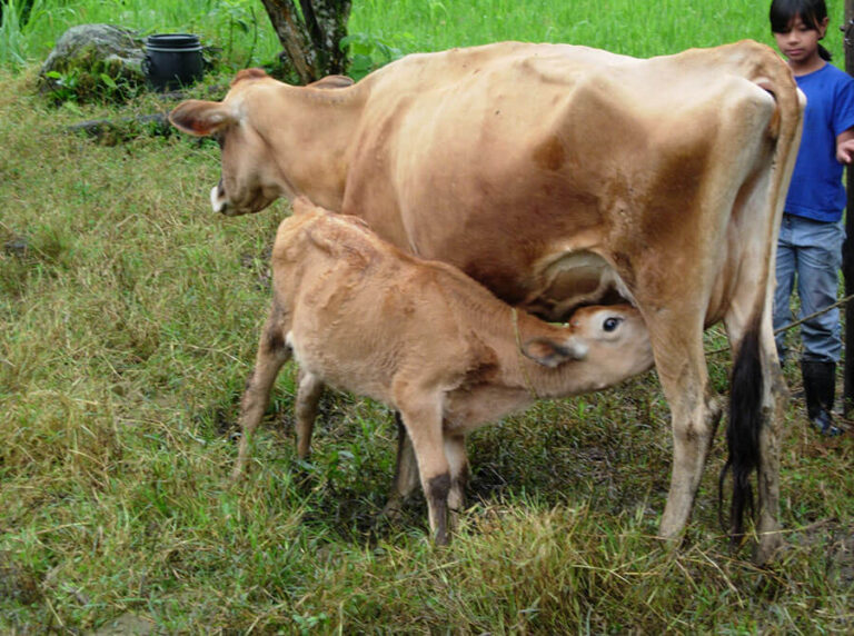 Café con leche, regala una vaca